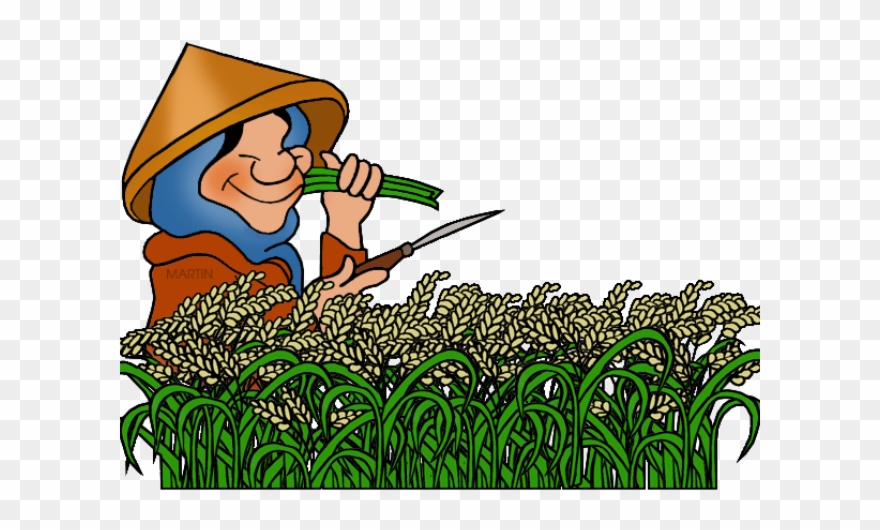 880x530 Rice Clipart