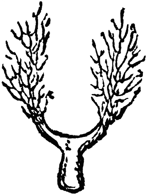 483x640 Indian Rice Grass Clipart Etc