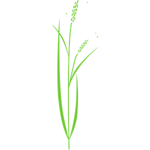 300x300 Planting Rice Drawing