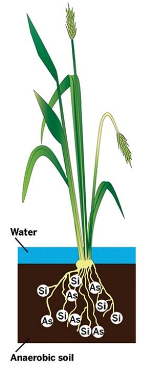300x716 Reducing Arsenic In Rice August Issue