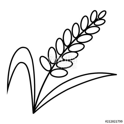 500x500 Rice Plant Cartoon Illustration Isolated On White Background