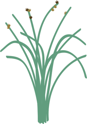 279x400 Wetlands Drawing Grass Transparent Png Clipart Free Download
