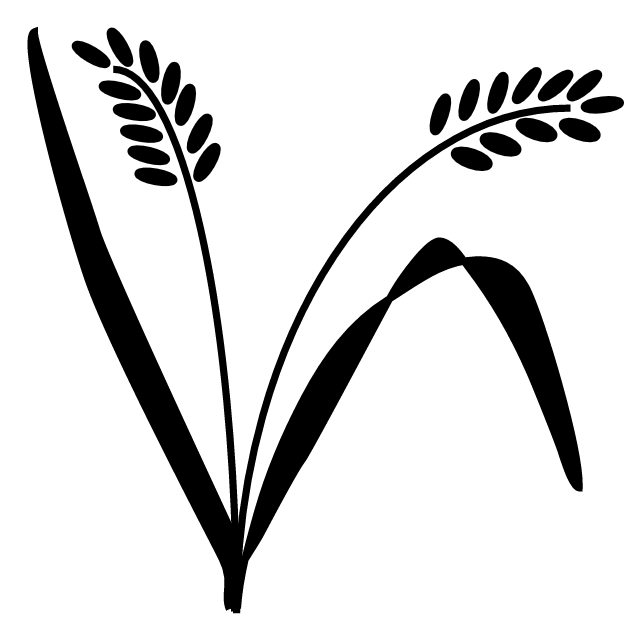 624x618 Wheat, Rice, Plant, Transparent Png Image Clipart Free Download