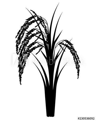 400x500 Silhouette Rice Plant Vector Design