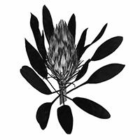 200x200 About The Artist