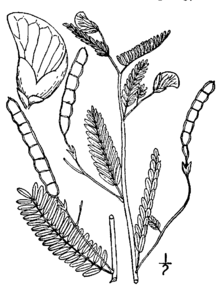 220x292 Aeschynomene Virginica