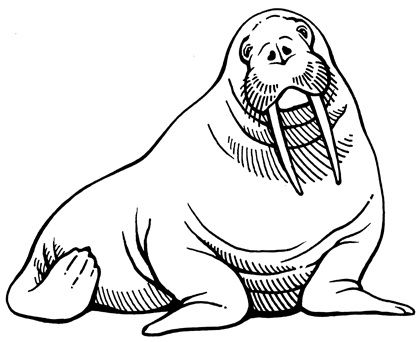 420x342 Walrus Drawing Easy For Free Download