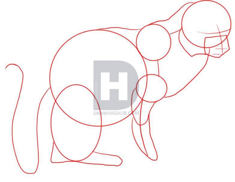 782x605 how to draw a mongoose, step