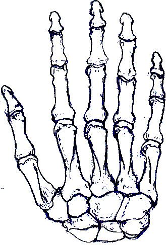 331x487 skeleton right hand howl o ween skeleton hands, skeleton, hands