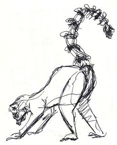 Ring Tailed Lemur Drawing