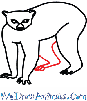 300x350 How To Draw A Ring Tailed Lemur