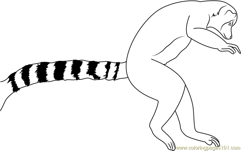 800x502 Lemur Coloring Pages Coloring Pages Of Lemurs Coloriage