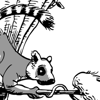 399x399 Ring Tailed Lemur One Of The Primate Characters