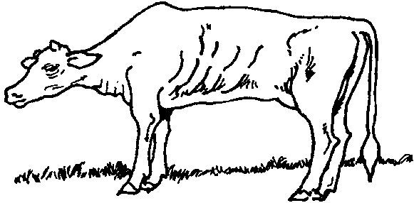 581x286 Diseases Transmissible To People