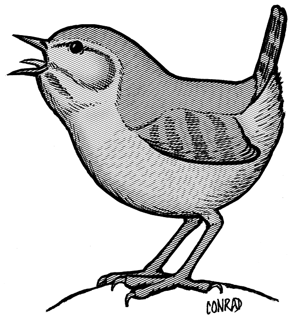 600x645 Conradiator Hand Drawn Work