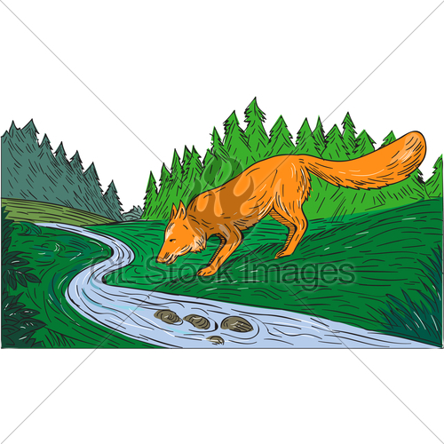 500x500 Fox Drinking River Woods Creek Drawing Gl Stock Images