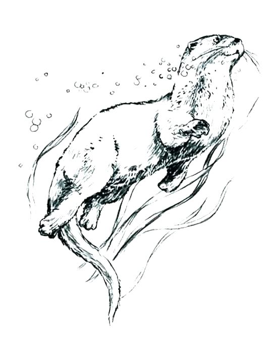 525x669 Sea Otter Coloring