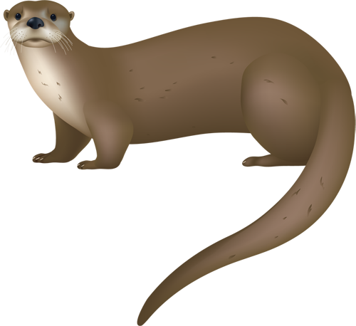 500x458 collection of free mongoose drawing river otter download on ui ex