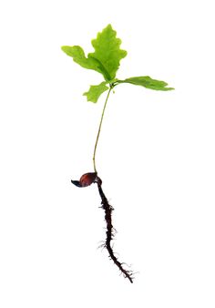 236x338 Best Pen And Pencil Drawings Images Drawing Techniques, Color