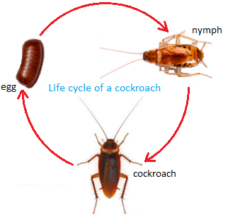 339x304 How To Draw A Cockroach