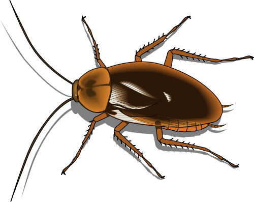 500x397 Roach Roach Drawing