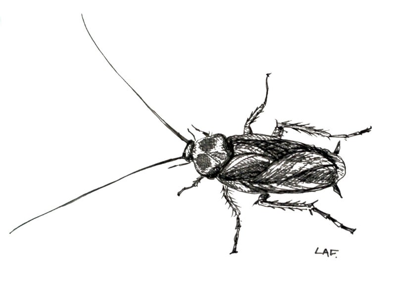794x573 Cockroach Art Insect Printsoriginal Drawing Or Limited Etsy