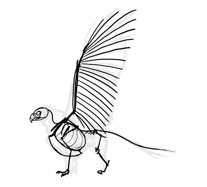 Roadrunner Bird Drawing