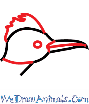 300x350 How To Draw A Greater Roadrunner