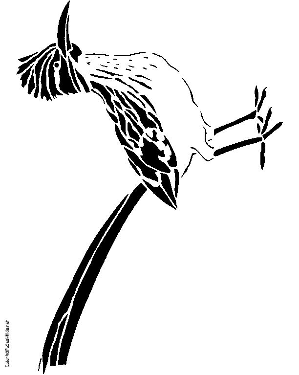 612x767 Birds Road Runner Bird