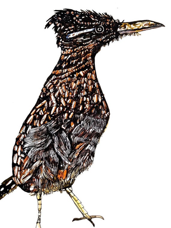 570x760 Roadrunner Original Drawing Etsy