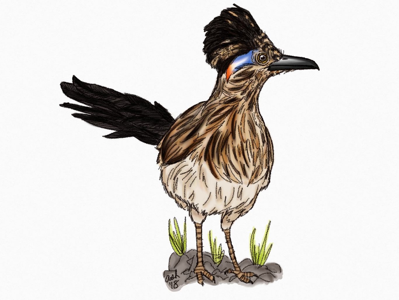 Roadrunner Bird Drawing | Free download on ClipArtMag