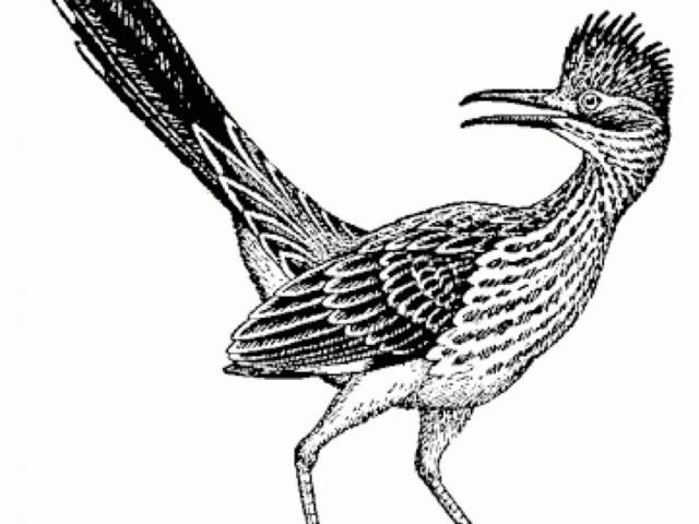 640x480 Roadrunner Clipart