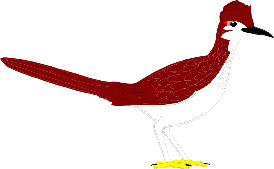 960x591 Roadrunner Bird Clipart