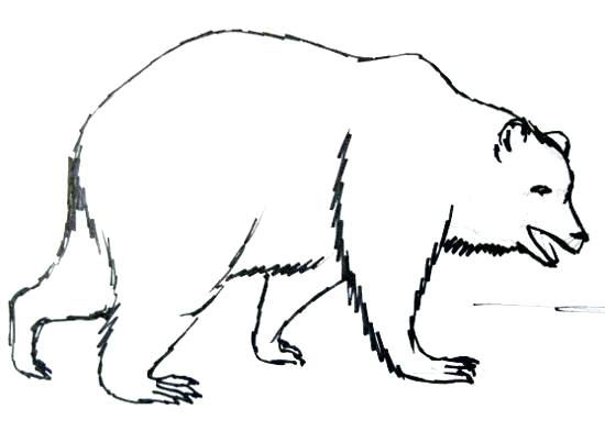 550x392 Bear Draw Bear Drawing Easy Bear Drawing Cute
