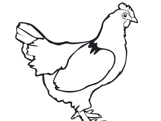 640x480 Chicken Outline
