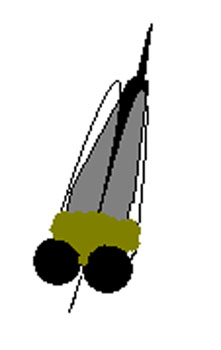 221x350 Drawing Of A Robber Fly, We Presume