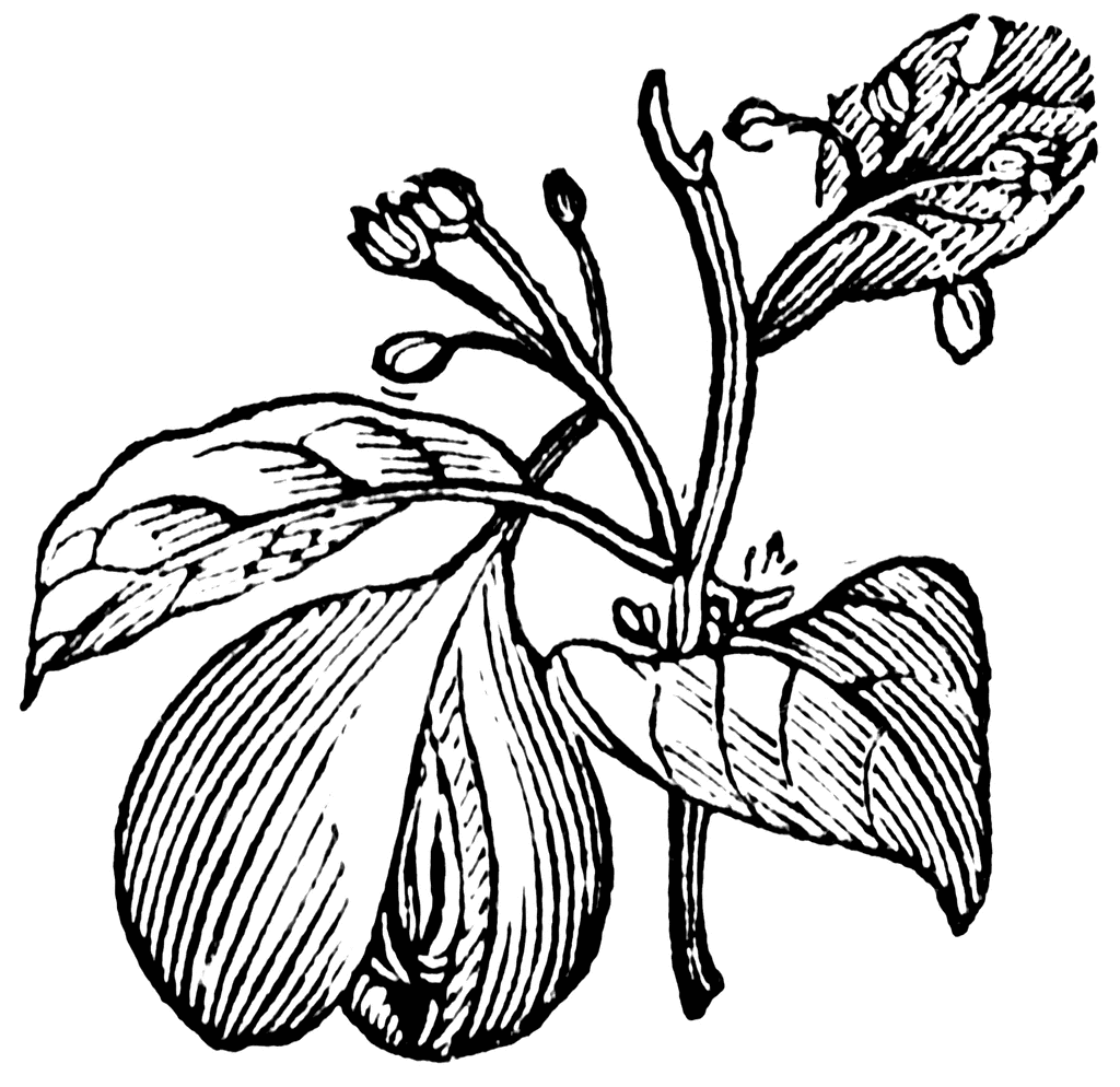 1024x994 Plant Drawing Free Download