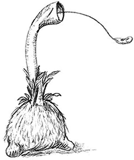 452x540 The Day Of The Triffids