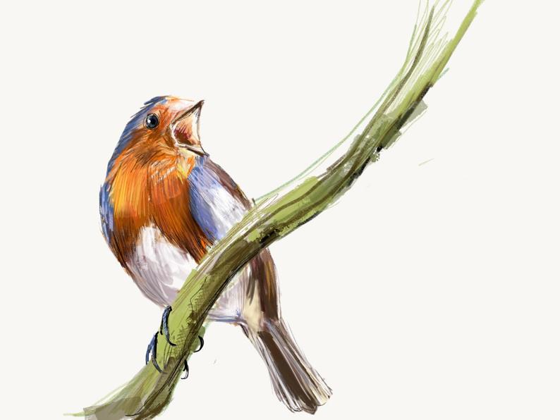 794x596 European Robin Print Bird Illustration Digital Drawing Etsy
