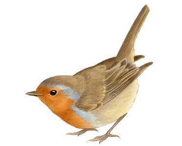 373x299 Vogel Francien Van Westering Bird Art Birds, Bird Art, Bird