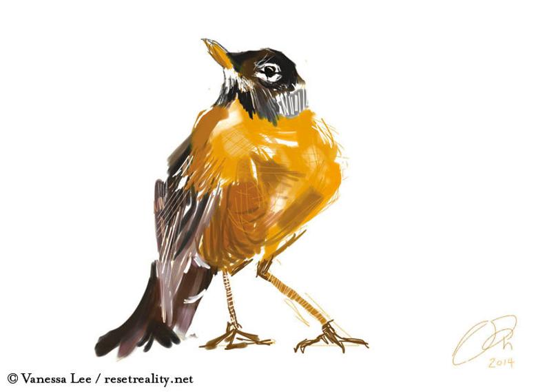 794x569 American Robin Print Bird Illustration Digital Drawing Etsy