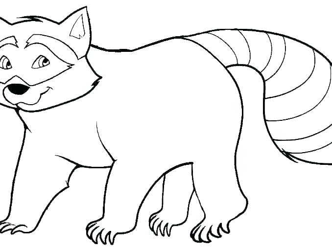 678x509 Racoon Coloring