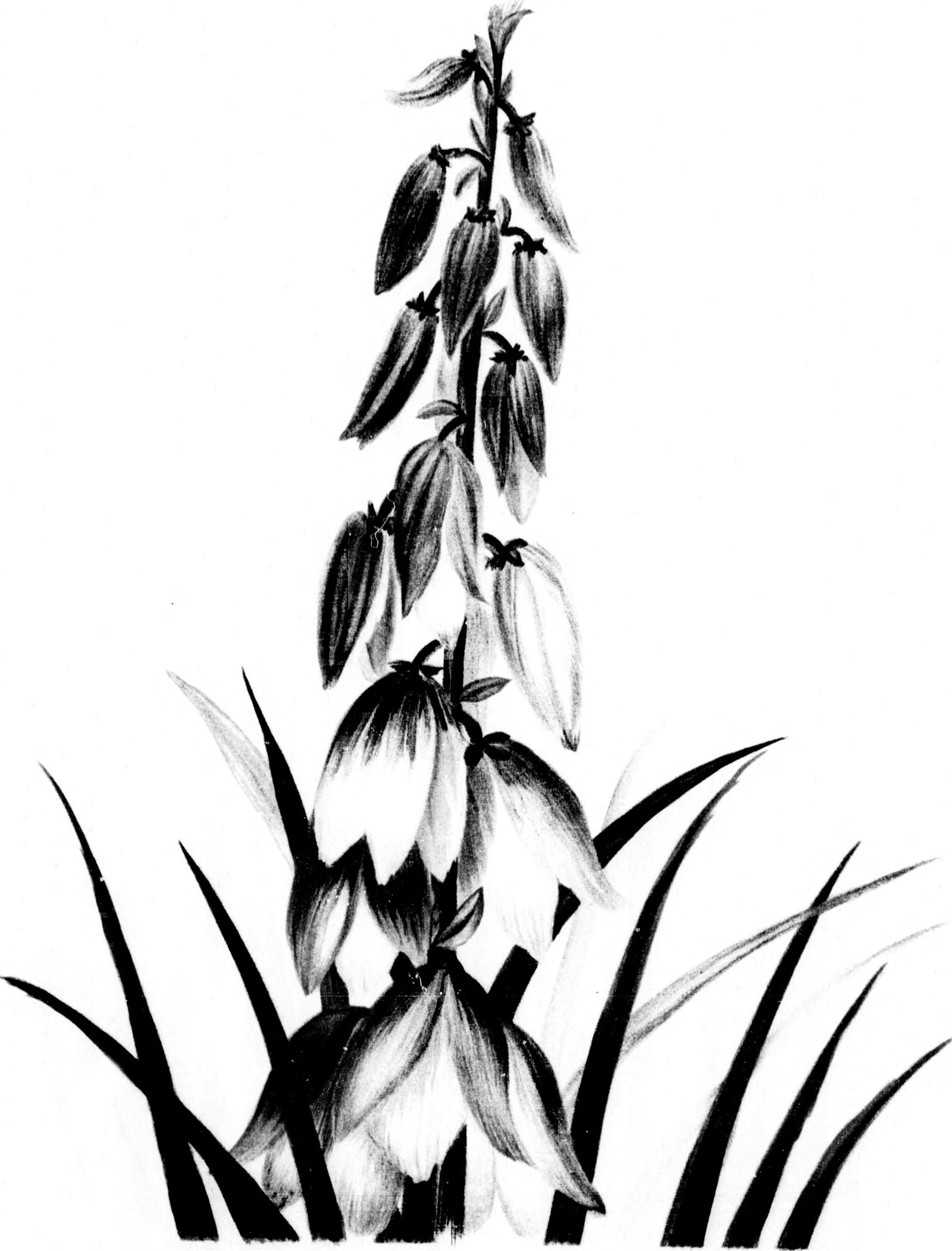 2320x3048 Filewild Flowers Of The Rocky Mountains