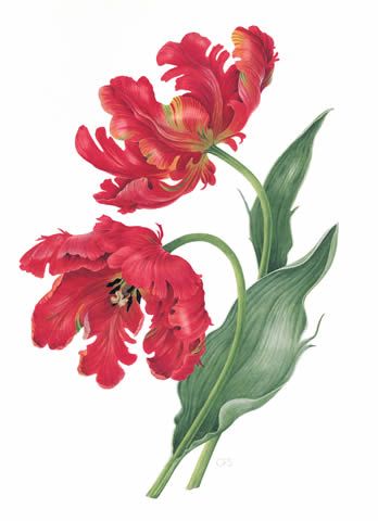 348x480 tulip 'rococo' botanic art and illustrations flower art