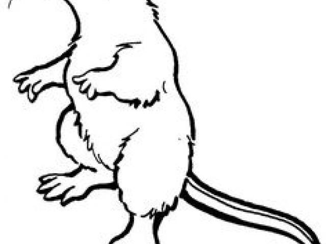 640x480 free drawn rodent, download free clip art