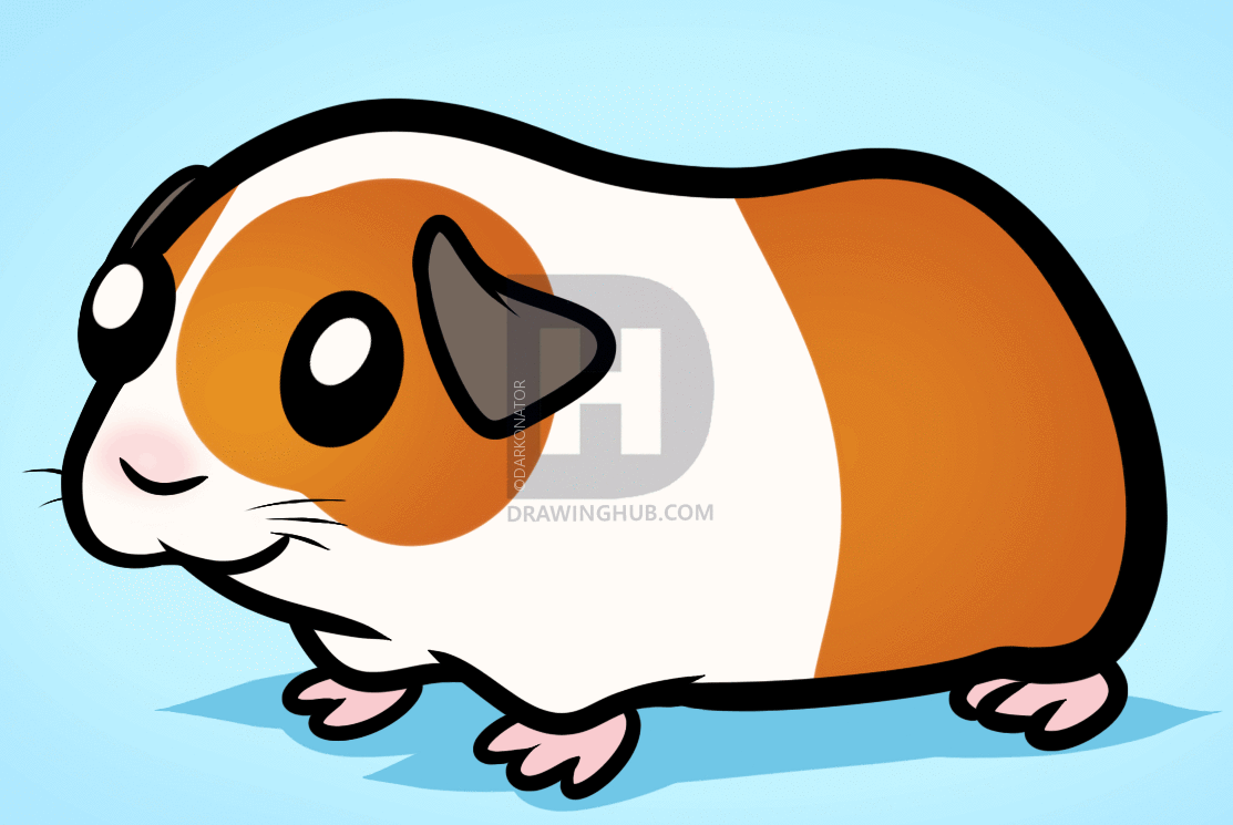 1113x745 How To Draw A Guinea Pig For Kids, Step