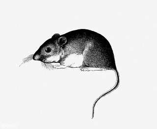 320x263 Mouse Shade Drawing Free Download Under Cc Attribution