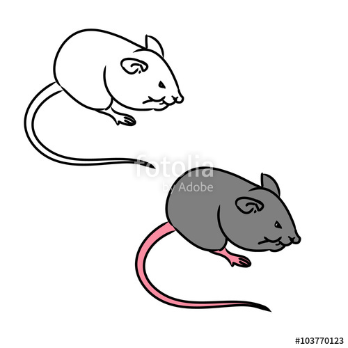 500x500 Rat, Mouse