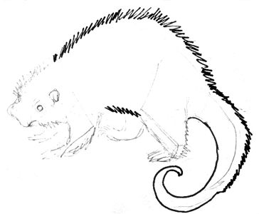 364x300 Tree Porcupine Drawing