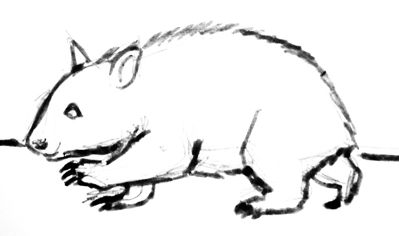 399x236 Wombat Drawings